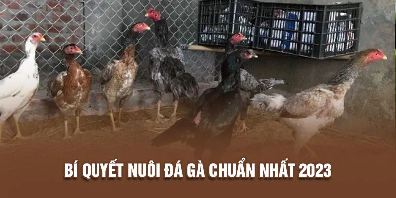 Bí quyết nuôi gà đá chuyên nghiệp