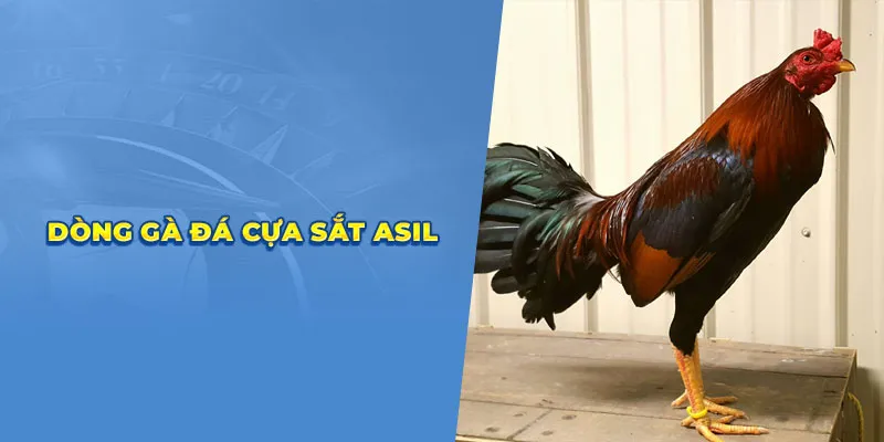 dong ga da cua sat asil 8ccf9fdc