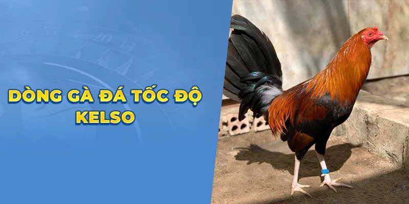 dong ga da toc do kelso cdbe402c