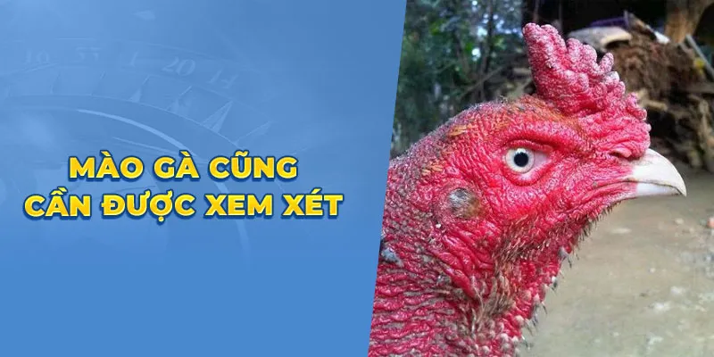 mao ga cung can duoc xem xet 69e282b4