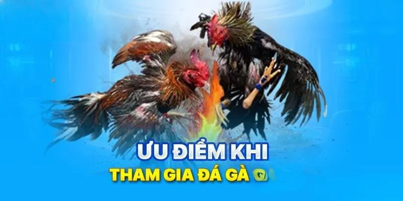 Ưu điểm của đá gà trực tiếp C4